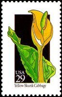 Wildflowers:Skunk Cabbage