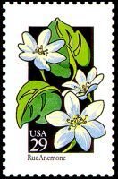 Wildflowers:Rue Anemone
