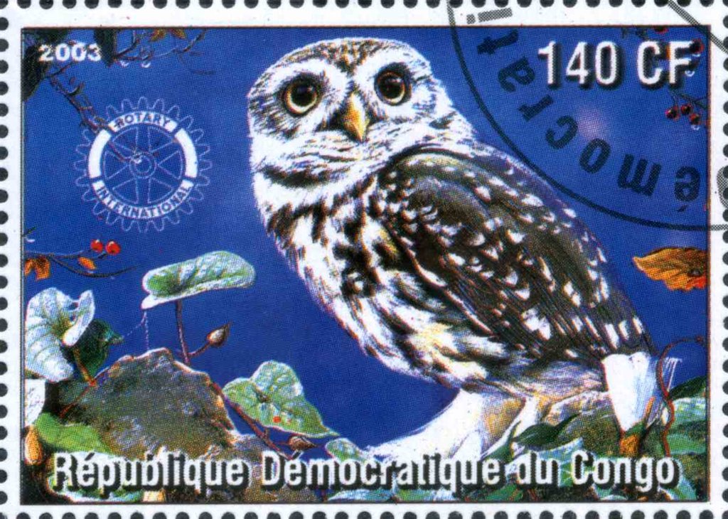 Owl