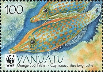 Orange spotted filefish (Oxymonacanthus longirostris)