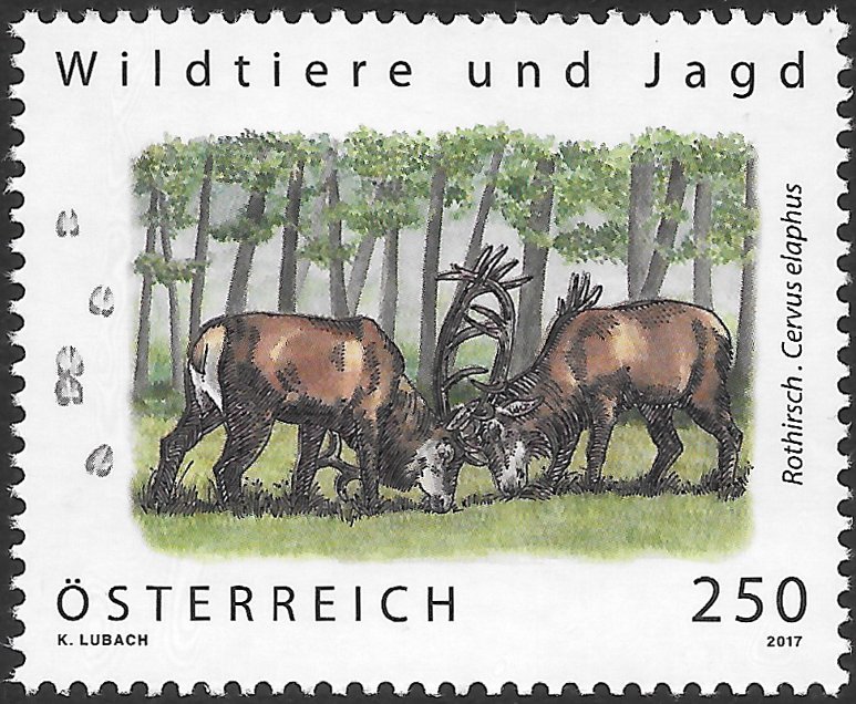 Red deer (Cervus elaphus)