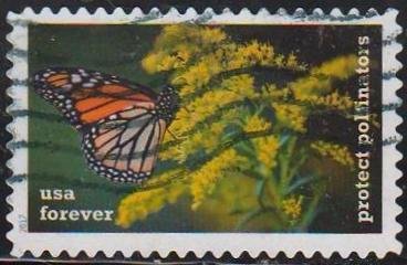 Protect Pollinators:Butterfly on Goldenrod