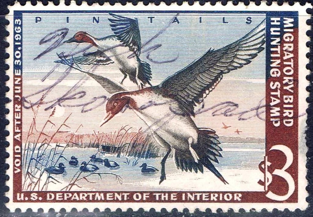 Northern Pintail (Anas acuta)