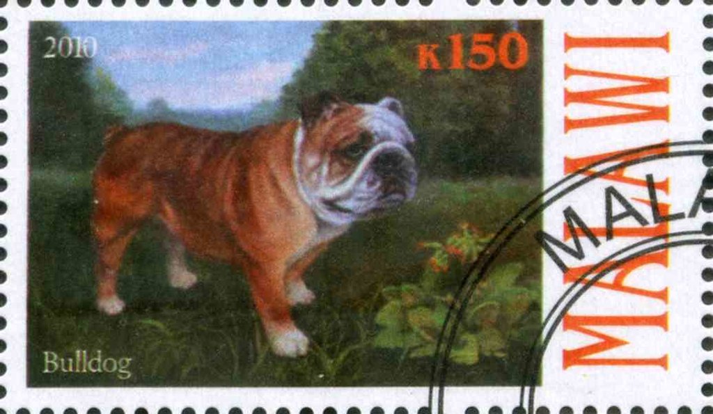 Bulldog