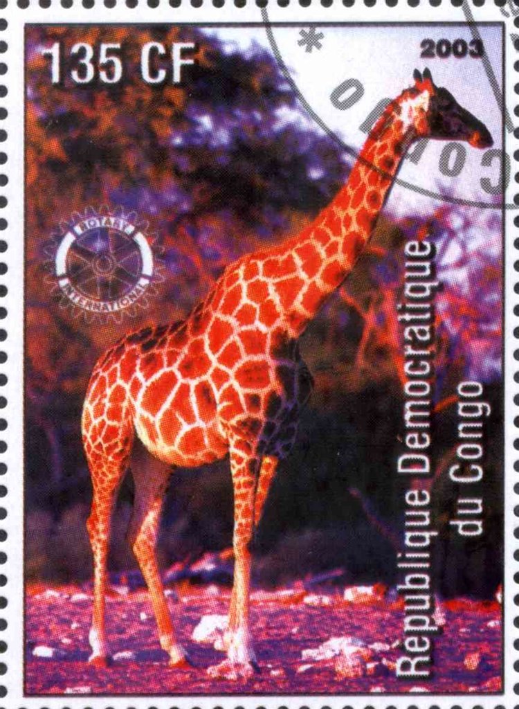 Giraffes