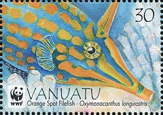 Orange spotted filefish (Oxymonacanthus longirostris)