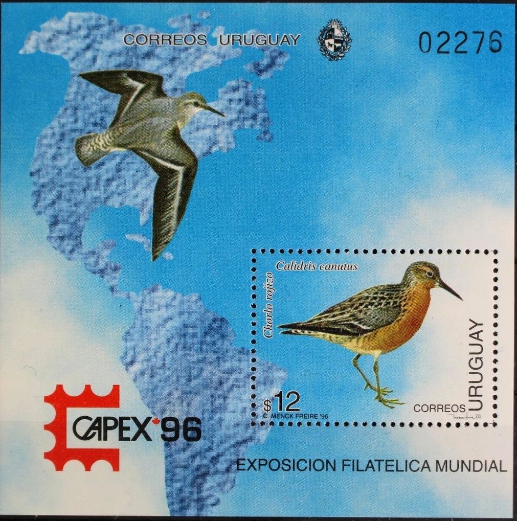 Calidris canutus