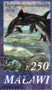 Stamp, Leptopterygiusacutirostris, Cinderellas,  , Animals (Fauna), Dinosaurs