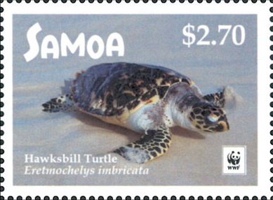 Hawksbill sea turtle (Eretmochelys imbricata)