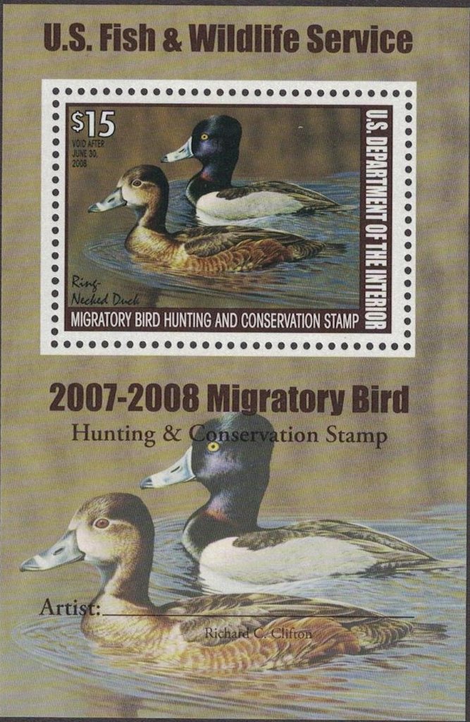 Ring-necked Duck (Aythya collaris)