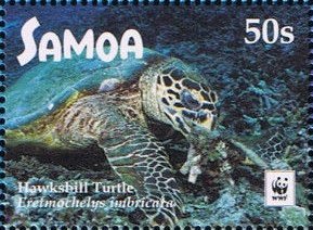 Hawksbill sea turtle (Eretmochelys imbricata)