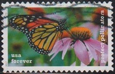 Protect Pollinators:Butterfly on Coneflower