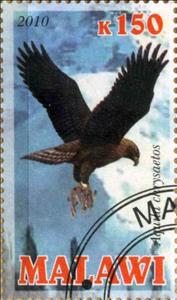 Stamp, Aquila chrysaetos, Cinderellas,  , Animals (Fauna), Birds, Falcons