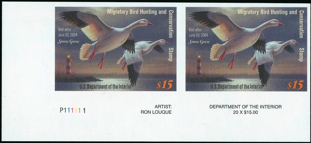 Snow Goose (Anser caerulescens)