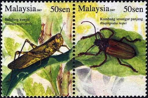 Javanese Grasshopper (Valanga nigricornis), Longhorn Beetle 