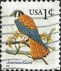 American Kestrel (Falco sparverius)