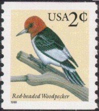 Red-headed Woodpecker (Melanerpes erythrocephalus)
