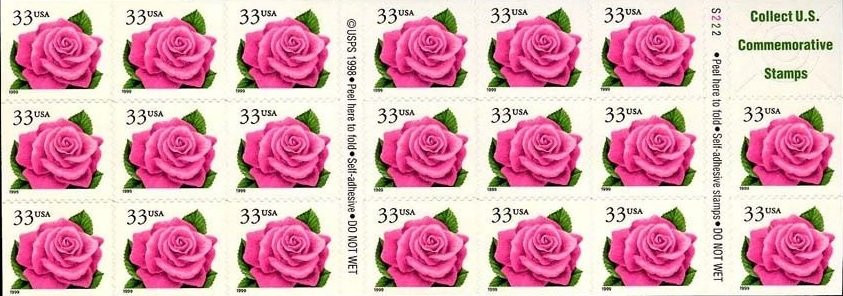 Coral Pink Rose