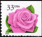 Coral Pink Rose