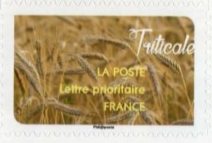 Triticale