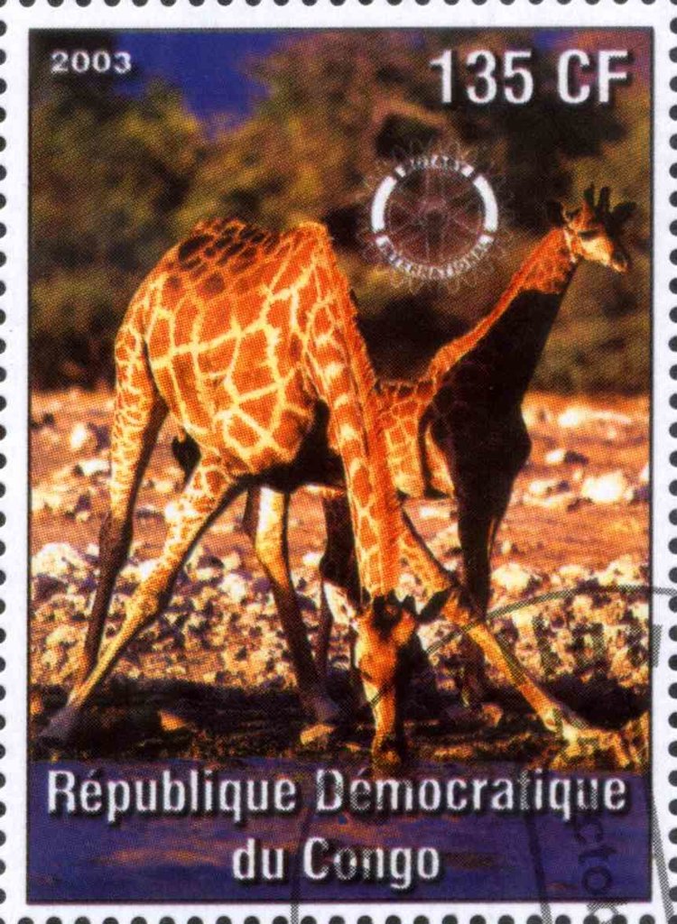 Giraffes