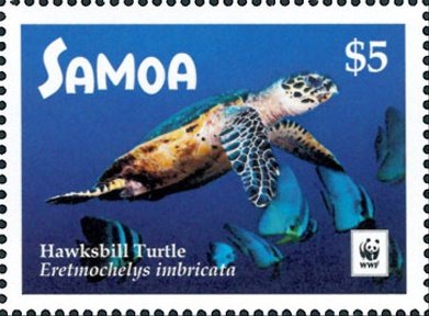 Hawksbill sea turtle (Eretmochelys imbricata)