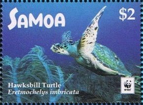 Hawksbill sea turtle (Eretmochelys imbricata)
