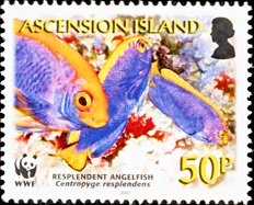 Resplendent pygmy angelfish (Centropyge resplendens)