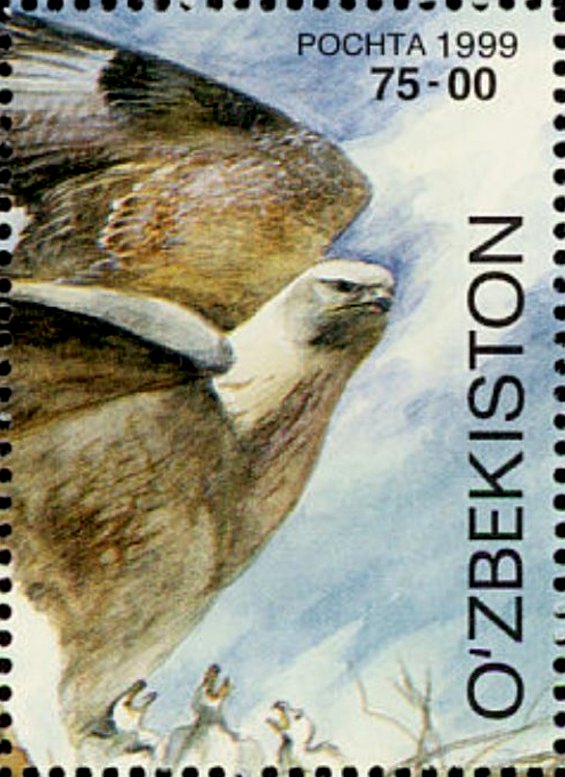 Osprey (Pandion haliaetus)
