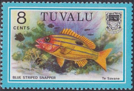 Blue Striped Snapper