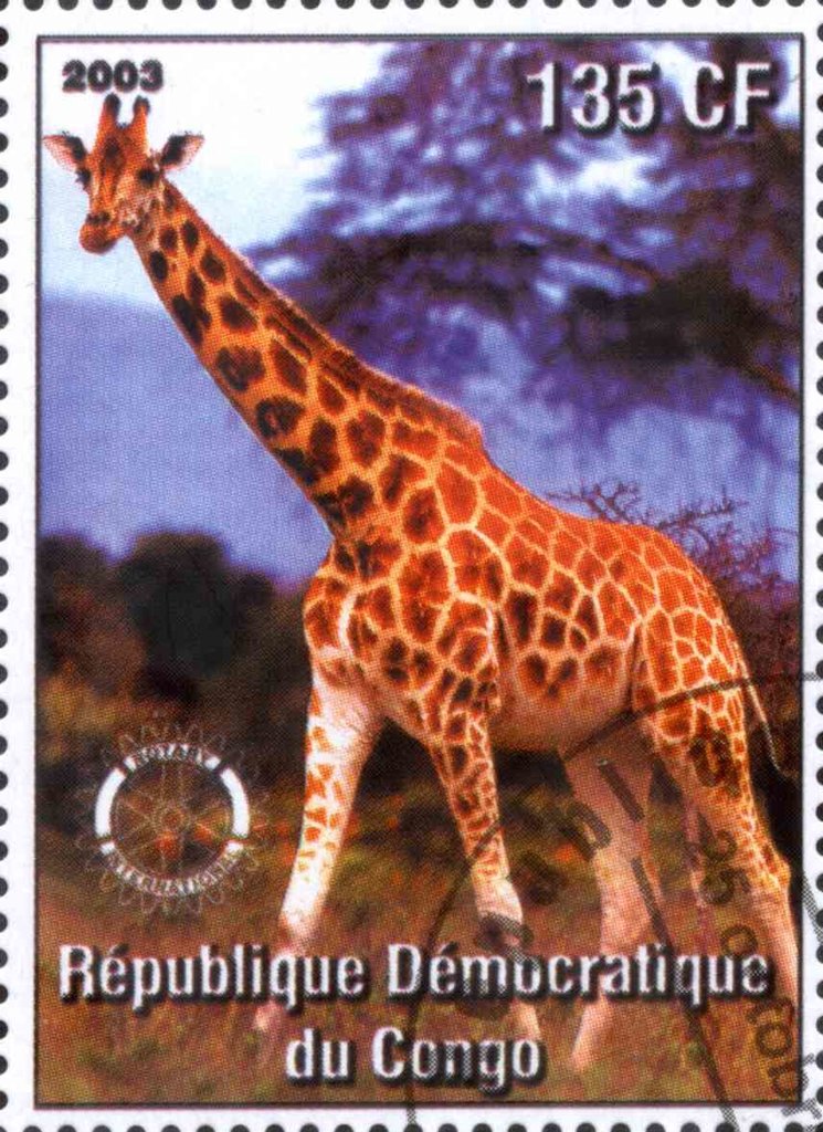 Giraffes