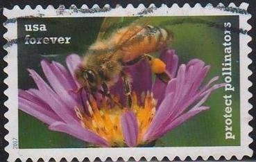 Protect Pollinators:Bee on Aster Flower