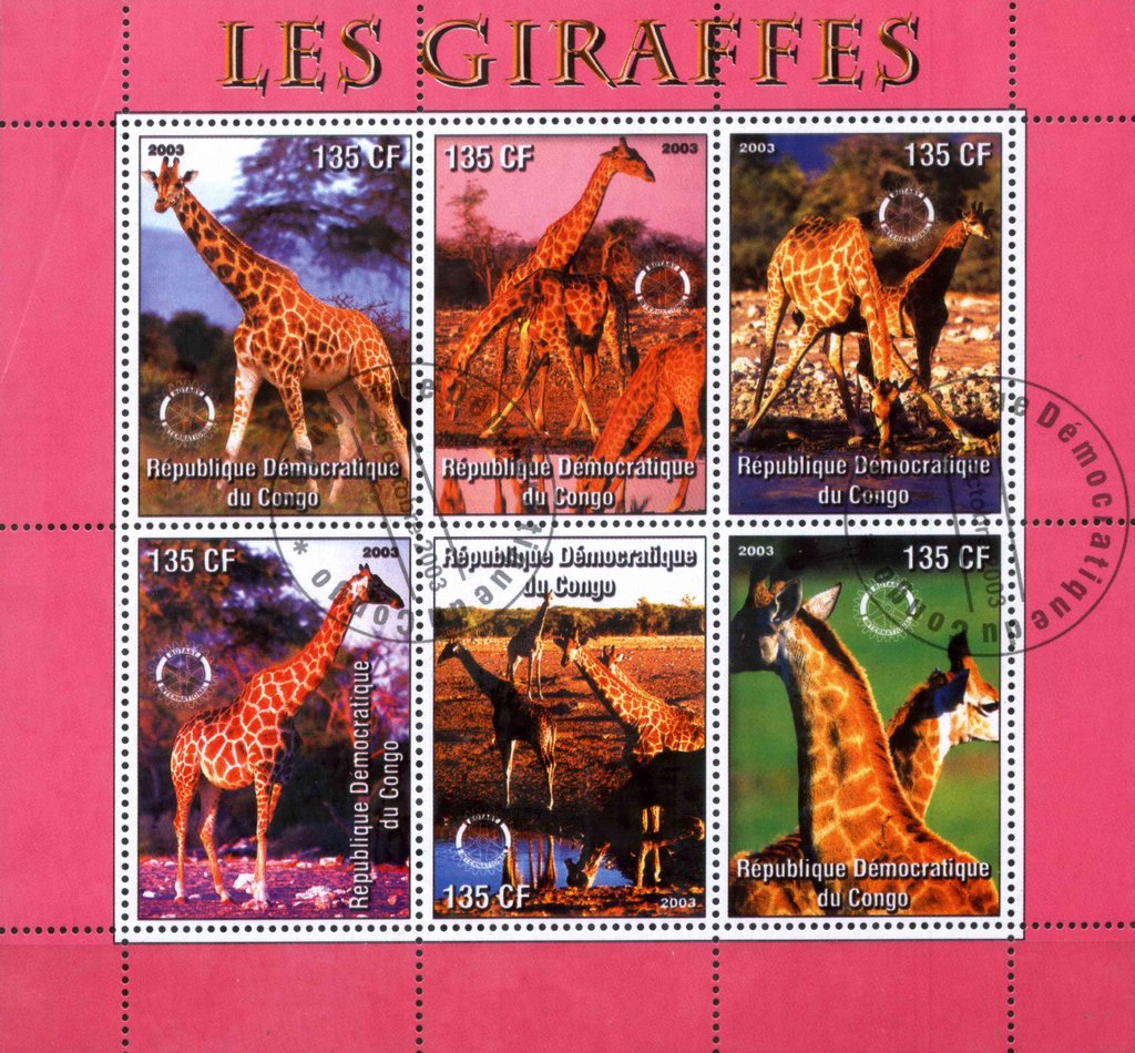 Les Giraffes