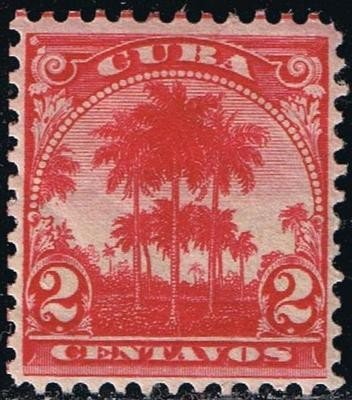 Coconut palms