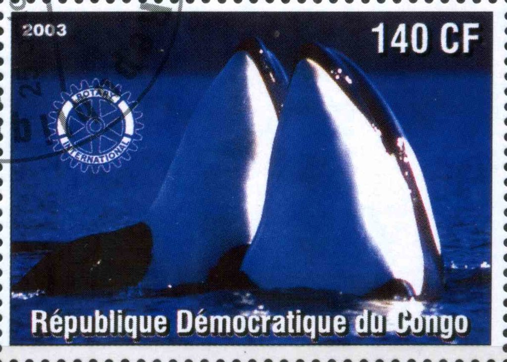 Whale