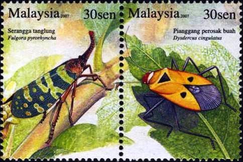 Lantern Fly (Fulgora pyrorhyncha), Red Cotton Stainer (Dysde