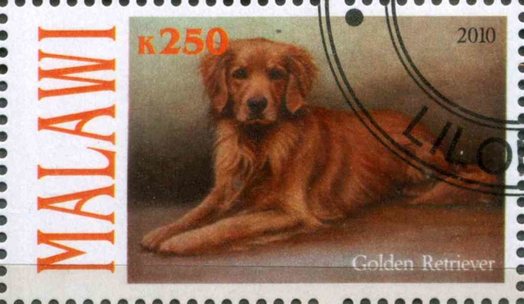 Golden Retriever