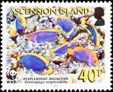 Resplendent pygmy angelfish (Centropyge resplendens)