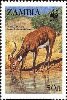 Lechwe (Kobus leche)