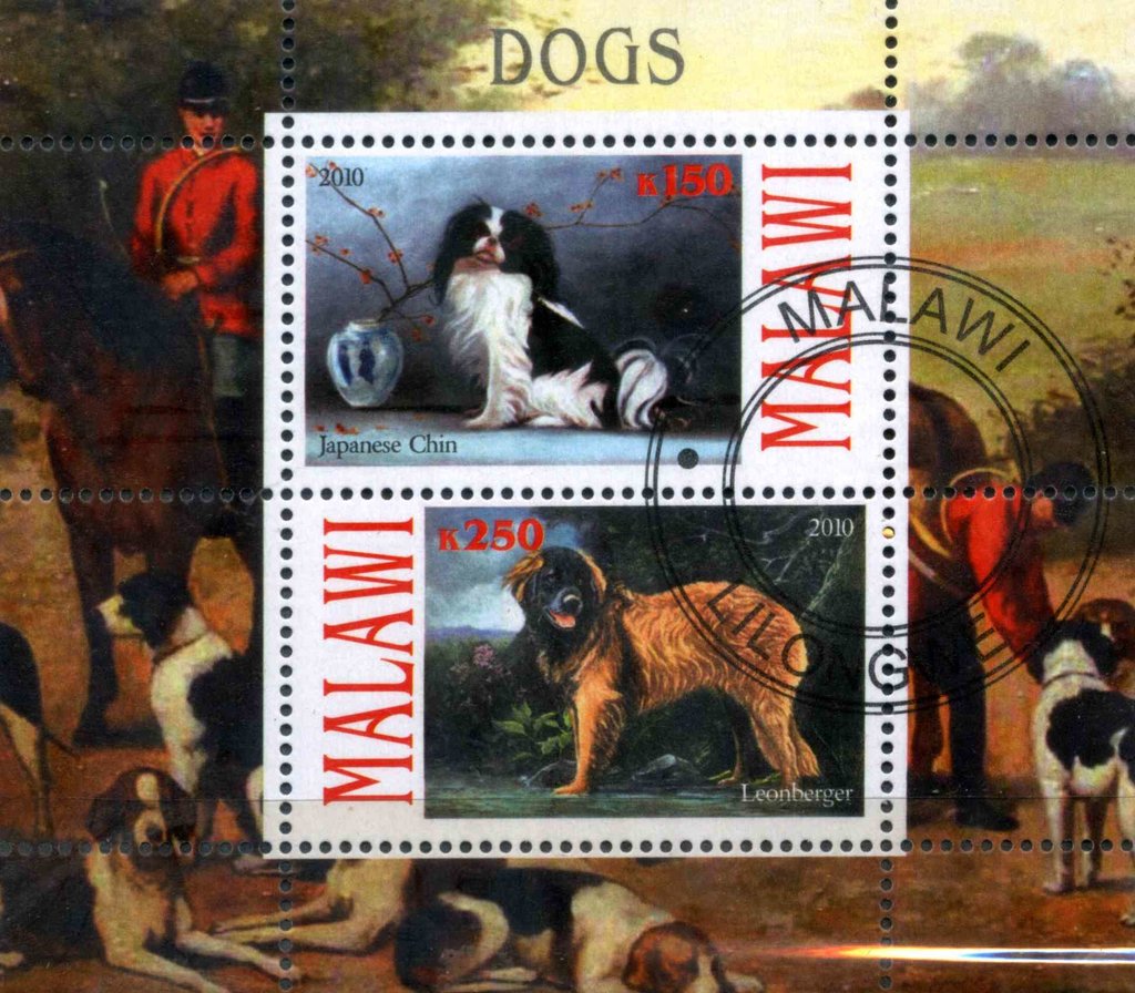 Dogs