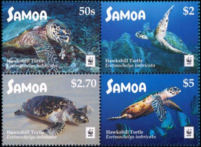 Hawksbill sea turtle (Eretmochelys imbricata)