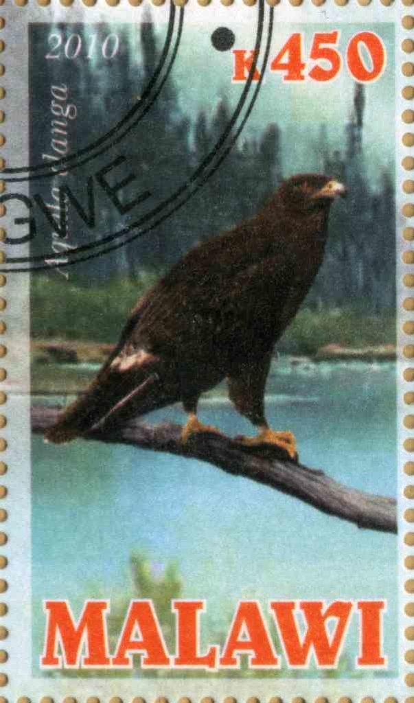 Aquila chrysaetos