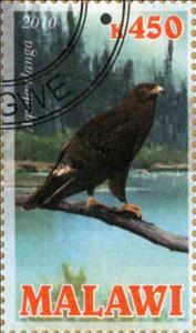 Stamp, Aquila chrysaetos, Cinderellas,  , Animals (Fauna), Birds, Falcons