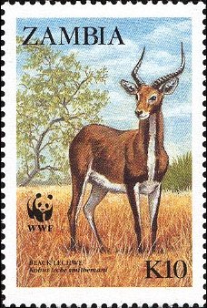 Lechwe (Kobus leche)