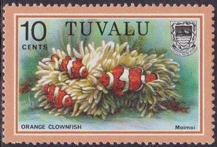 Orange Clownfish