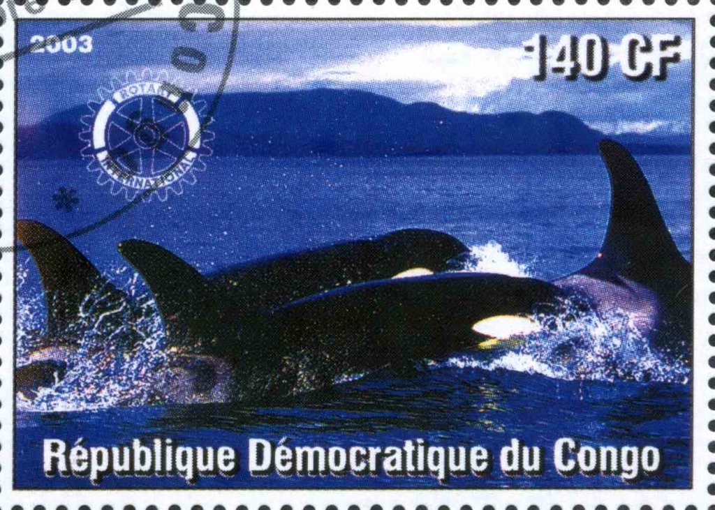 Whale