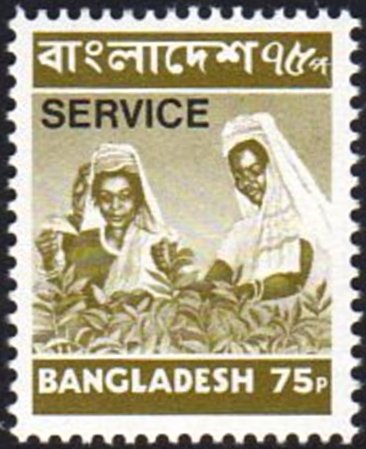 Tea pickers