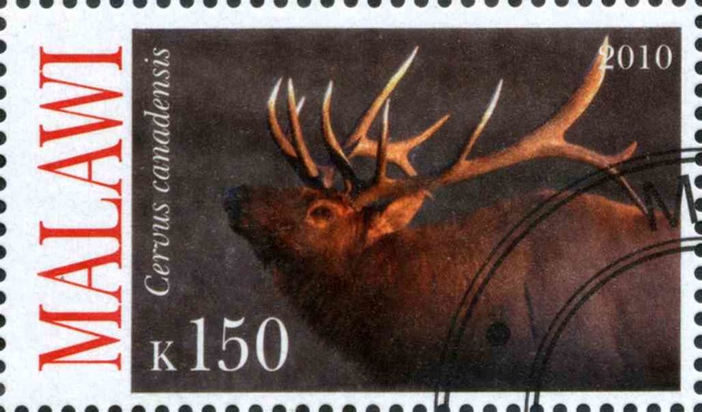 Cervus cannadensis