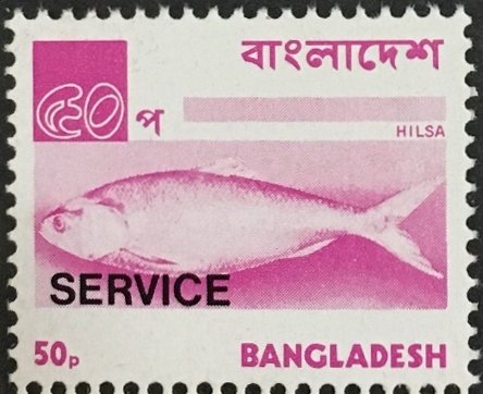 Hilsa / Ilish Fish (Tenualosa ilisha)