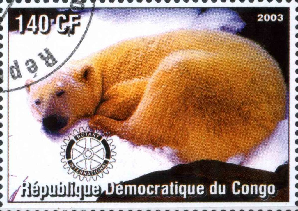 Polar bear